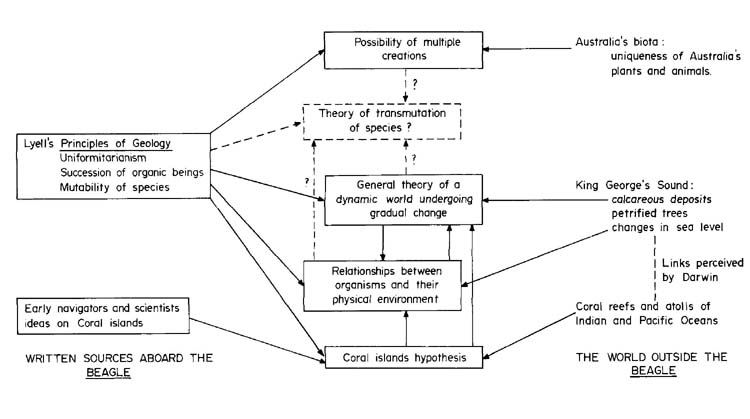 Darwin Evolution Chart