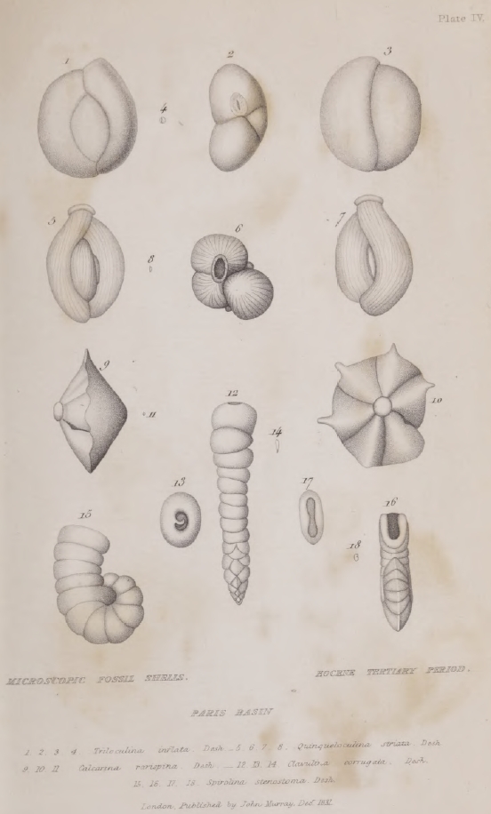 Beautiful shells; their nature, structure, and uses familiarly explained,  with directions for collecting, cleaning, and arranging them in the cabinet  and descriptions of the most remarkable species. Shells. 38 Beautiful  Shells