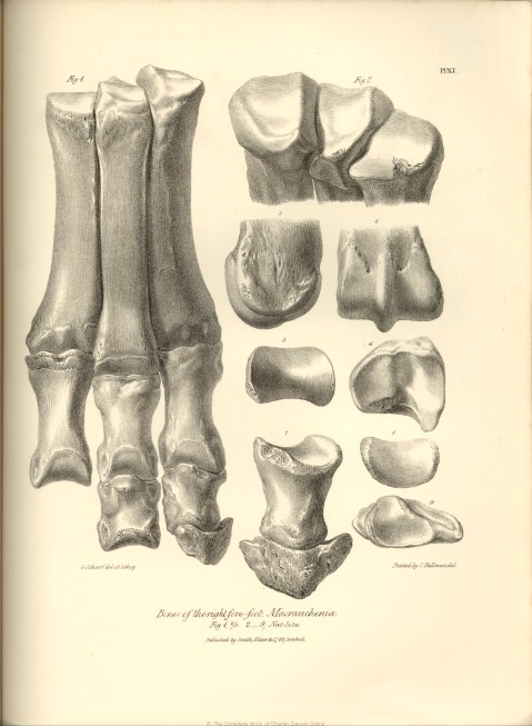 http://darwin-online.org.uk/converted/published/1838_Zoology_F8/1839_Zoology_F8.7_fig043.jpg