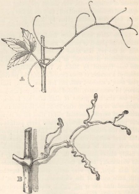 Featured image of post Pencil Climber Plant Drawing This challenges the climber by needing to grip the holds in a lot