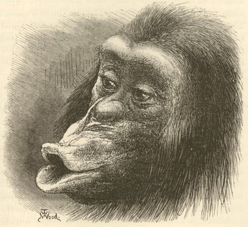 Darwin, C. R. 1872. The expression of the emotions in man and animals.  London: John Murray. First edition.