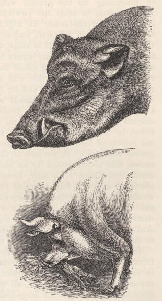 Fig. 3—Head of Wild Boar, and of 'Golden Days,' a pig of the Yorkshire Large Breed