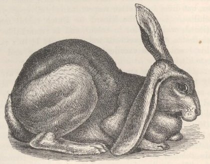 Fig. 5—Half-lop Rabbit.