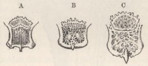Fig. 9—Posterior end of skull of Rabbits. Fig. 10—Occipital Foramen of Rabbits.