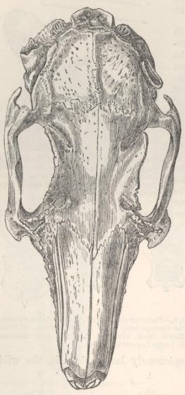 Fig. 11—Skull of Half-lop Rabbit.