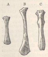 Fig. 15—Terminal bone of Sternum of Rabbits.