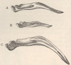 Fig. 27—Lateral view of jaws.