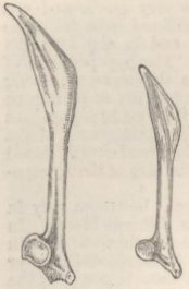 Fig. 28—Scapulæ of Pigeons.