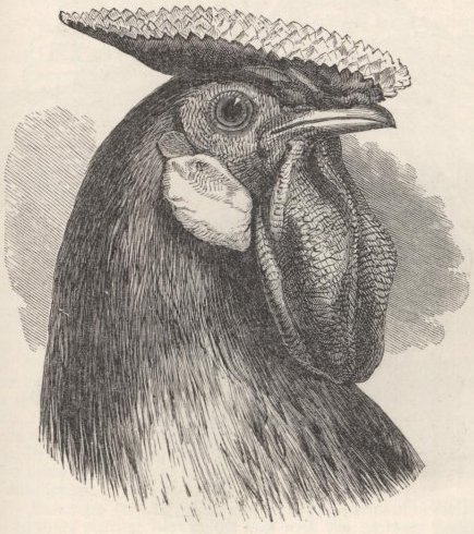 Fig. 31—Hamburgh Fowl