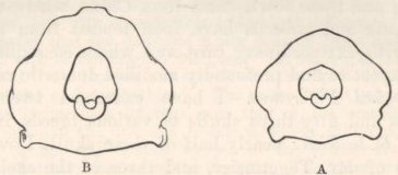 Fig. 33—Occipital Foramen of the Skulls of Fowls