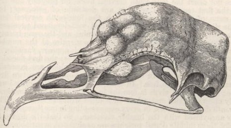 Fig. 36—Skulls of Horned Fowl