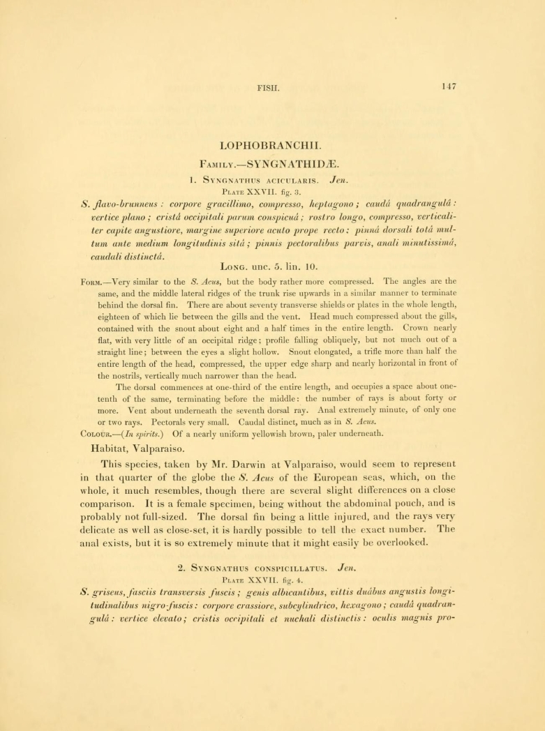 Bich Nigro Chudai Video - Darwin, C. R. ed. 1842. Fish Part 4 No. 4 of The zoology of the voyage of  H.M.S. Beagle. By Leonard Jenyns. Edited and superintended by Charles  Darwin. London: Smith Elder and Co.