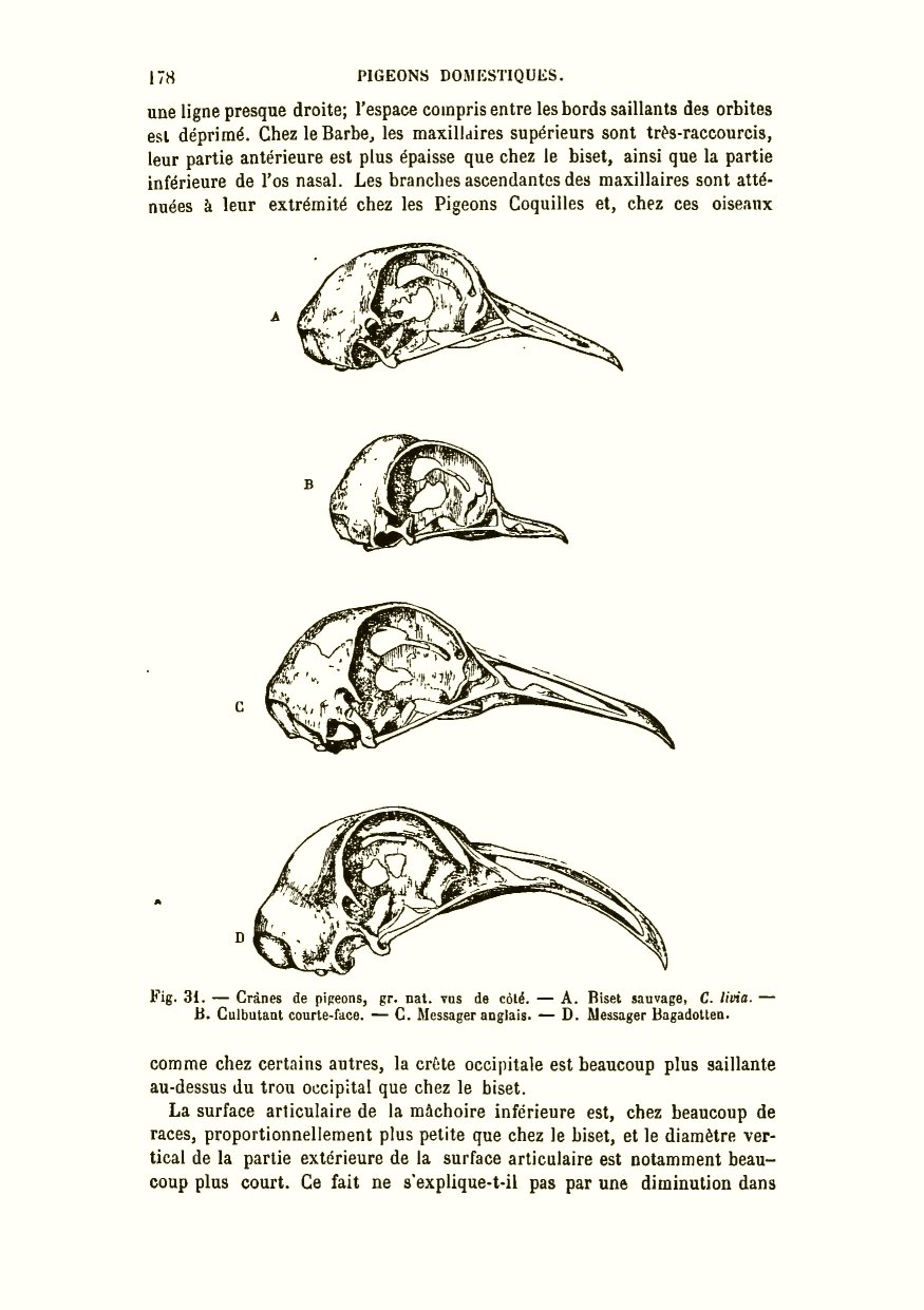 Le Bichon De Monsieur Avec Des Oreilles De Lapin Recherche Pour