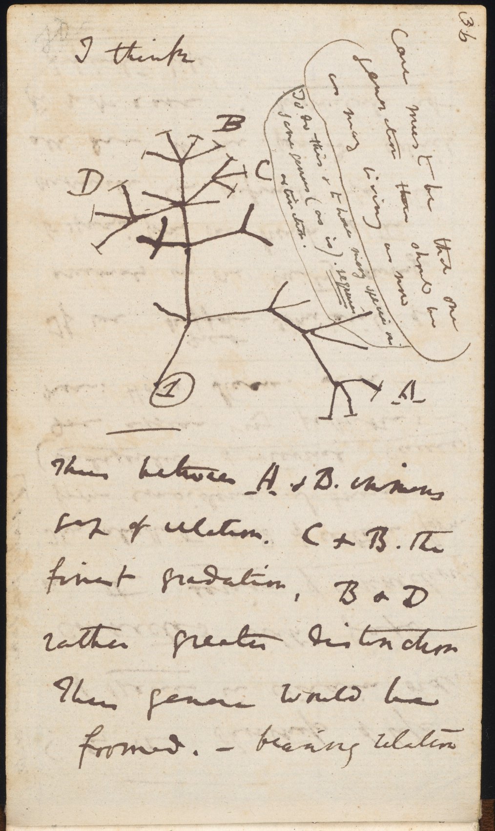 Shepherd's Notebook: Fact sheet on nasal bots