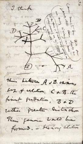 A page from Darwin's Notebook B showing the first evolutionary tree diagram. 