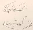 Mammal bones from Zoolgy of the Beagle