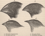 The Complete Work of Charles Darwin Online