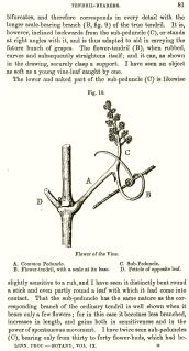 climbing plants