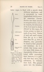 Earthworms 1881