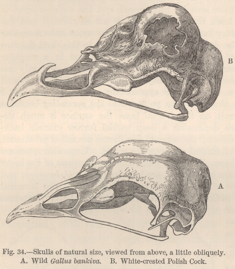 Comparison of chicken skulls from Variation under Domestication (1868)