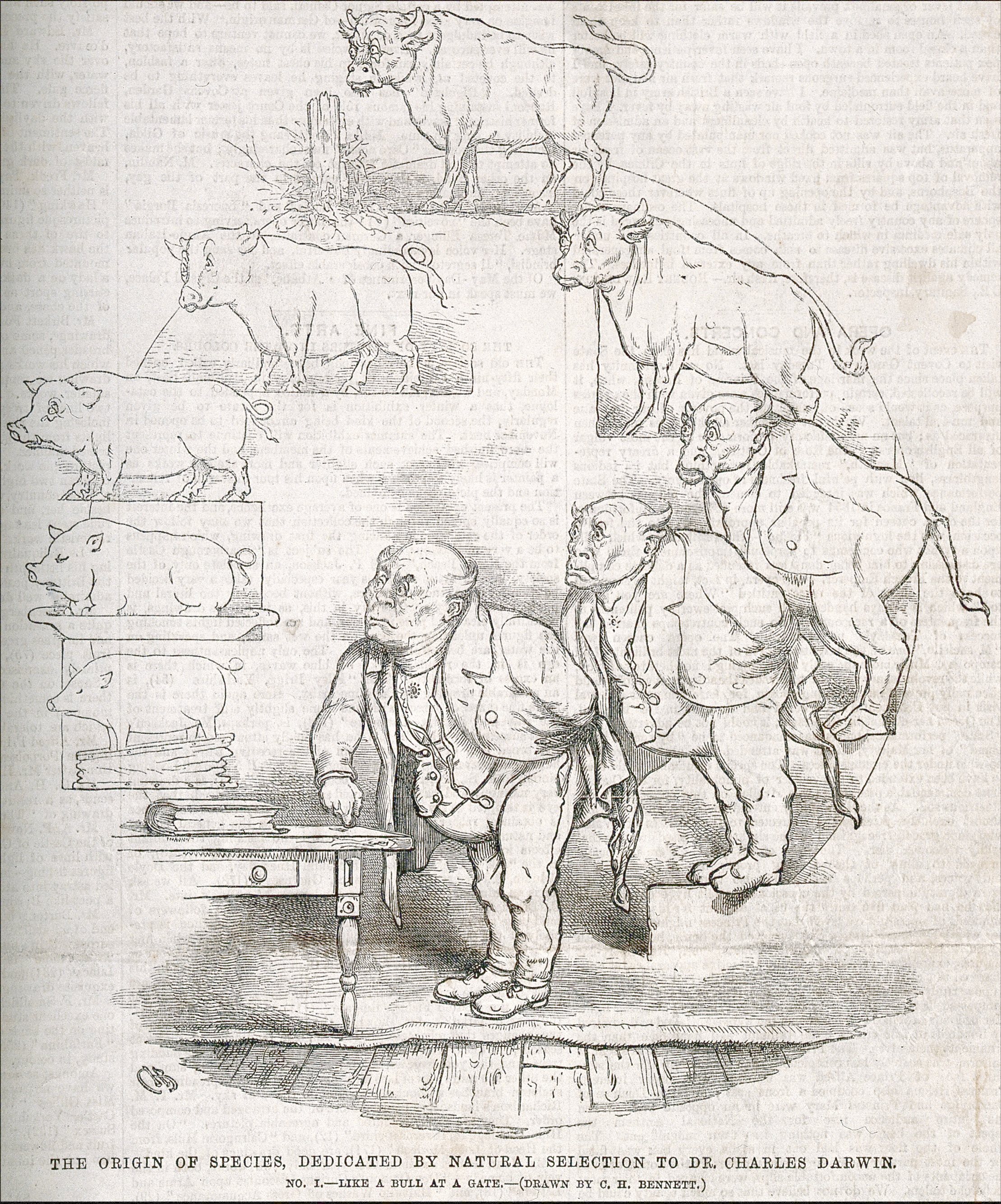 A drawing of pigs in different poses