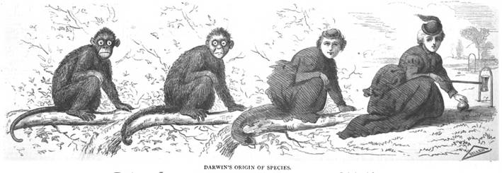 A black and white drawing of monkeys sitting on a branch