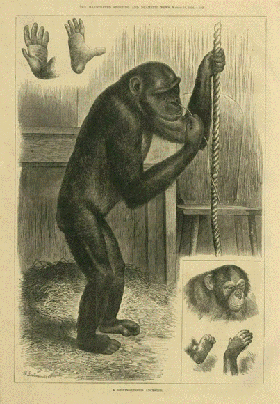 A monkey holding a rope  