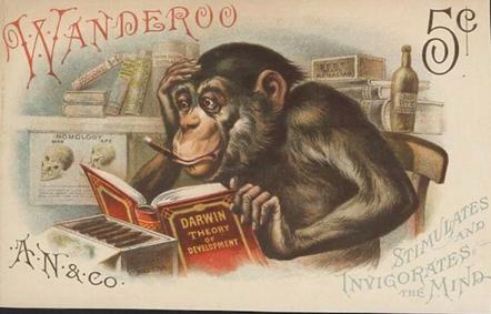 A monkey reading a book