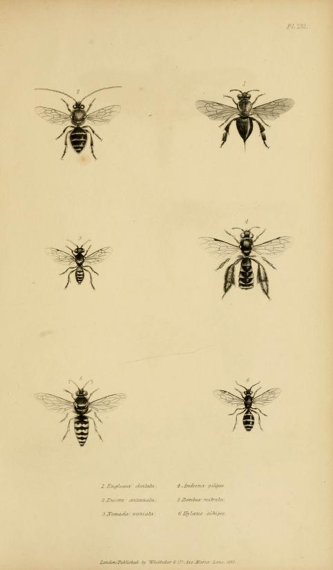 Locusta migratoria, Class: Insecta. Order: Orthoptera. Subo…